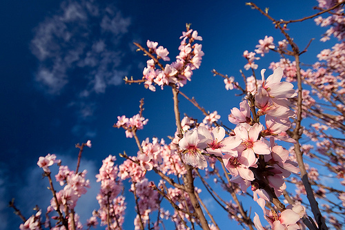 mandorla , ahmond , knackmandel , amande , lawz , badem
